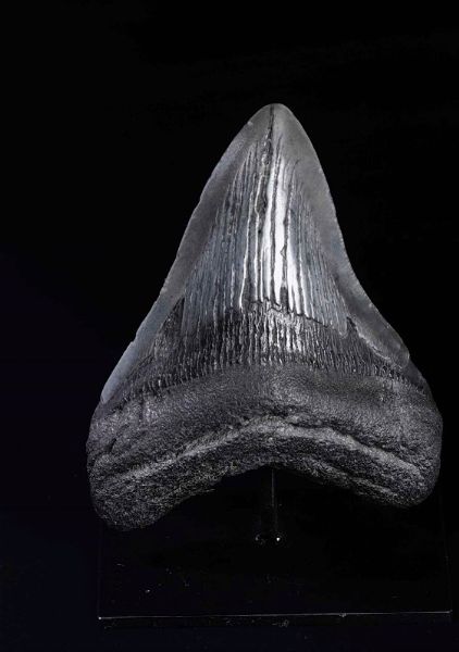 Dente fossile di squalo Megalodon  - Asta Out of the Ordinary - Associazione Nazionale - Case d'Asta italiane