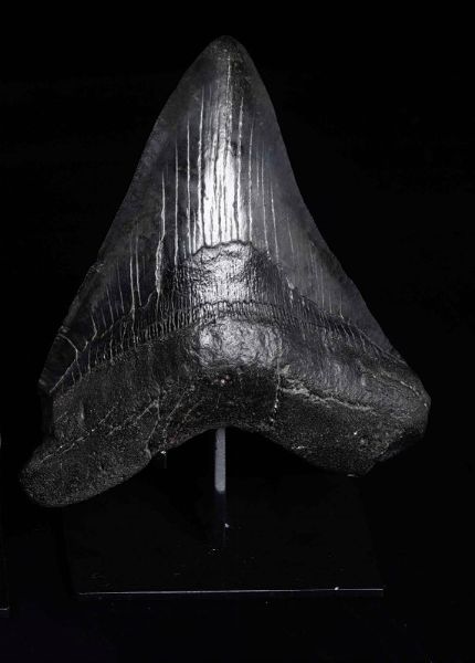 Dente fossile di squalo Megalodon  - Asta Out of the Ordinary - Associazione Nazionale - Case d'Asta italiane