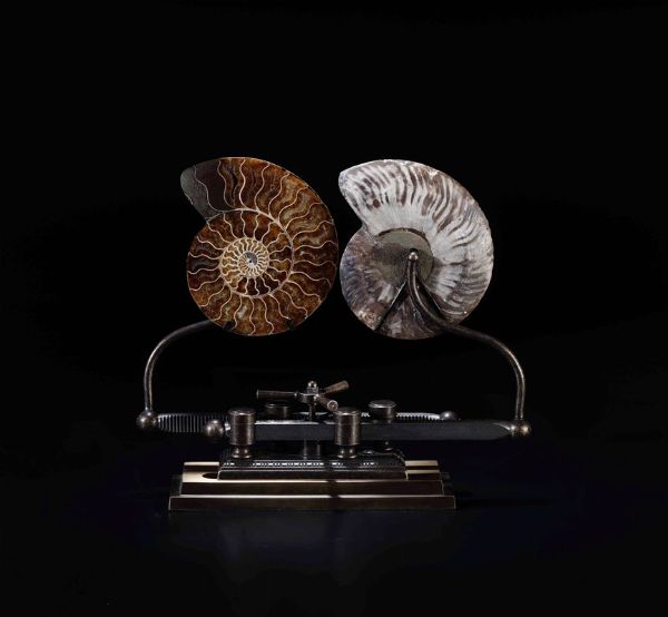 Ammonite su base scorrevole  - Asta Out of the Ordinary - Associazione Nazionale - Case d'Asta italiane