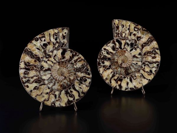Ammonite sezionata su base in metallo  - Asta Out of the Ordinary - Associazione Nazionale - Case d'Asta italiane