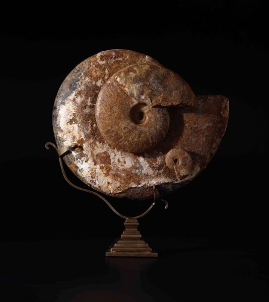 Ammonite tripla su base dorata  - Asta Out of the Ordinary - Associazione Nazionale - Case d'Asta italiane