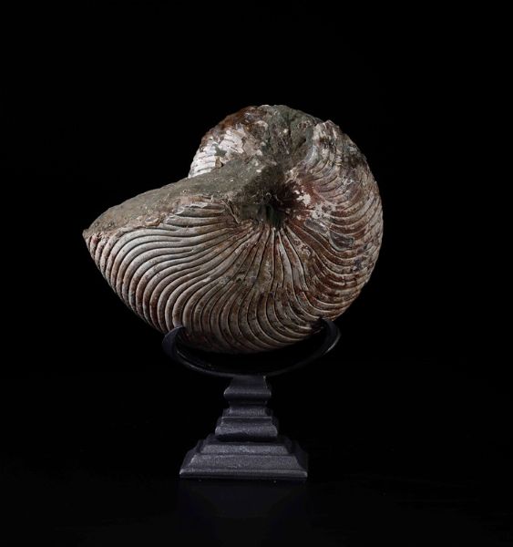 Nautilus fossile. Esemplare di Cymatoceras  - Asta Out of the Ordinary - Associazione Nazionale - Case d'Asta italiane