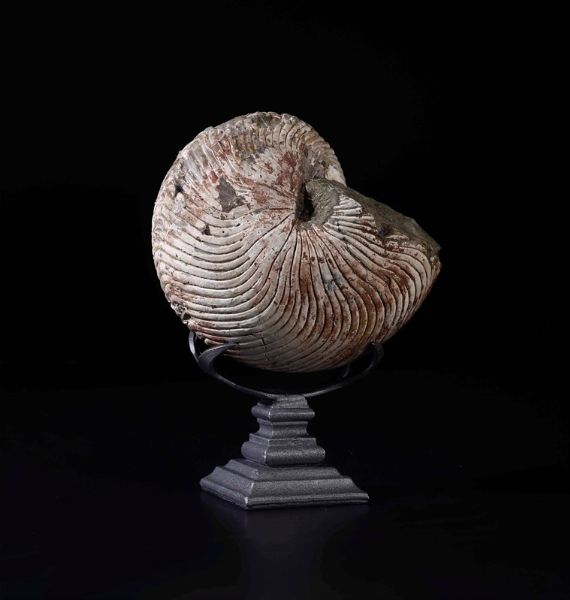 Nautilus fossile. Esemplare di Cymatoceras  - Asta Out of the Ordinary - Associazione Nazionale - Case d'Asta italiane