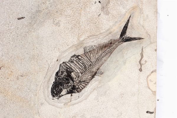 Monumentale lastra contenente diversi pesci fossili  - Asta Out of the Ordinary - Associazione Nazionale - Case d'Asta italiane