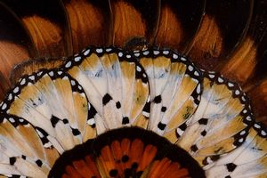 Composizione di ali di farfalla  - Asta Out of the Ordinary - Associazione Nazionale - Case d'Asta italiane