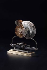 Ammonite su base scorrevole  - Asta Out of the Ordinary - Associazione Nazionale - Case d'Asta italiane