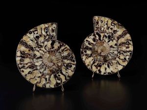 Ammonite sezionata su base in metallo  - Asta Out of the Ordinary - Associazione Nazionale - Case d'Asta italiane
