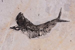 Monumentale lastra contenente diversi pesci fossili  - Asta Out of the Ordinary - Associazione Nazionale - Case d'Asta italiane
