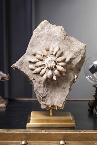 Riccio di mare fossile  - Asta Mirabilia - Natural History - Associazione Nazionale - Case d'Asta italiane