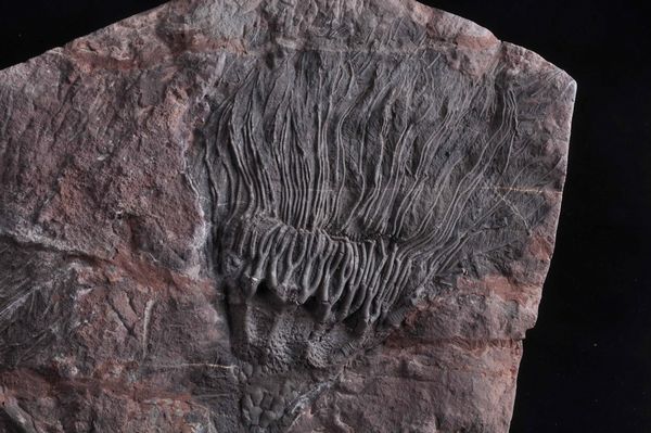 Coppia di crinoidi fossili  - Asta Mirabilia - Natural History - Associazione Nazionale - Case d'Asta italiane