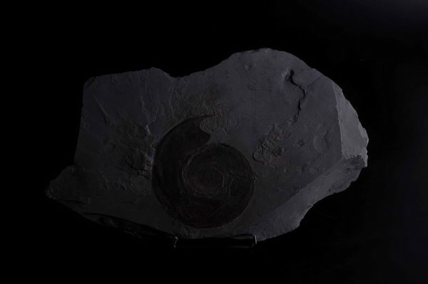 Ammonite su lastra  - Asta Mirabilia - Natural History - Associazione Nazionale - Case d'Asta italiane