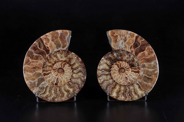 Superba ammonite sezionata  - Asta Mirabilia - Natural History - Associazione Nazionale - Case d'Asta italiane
