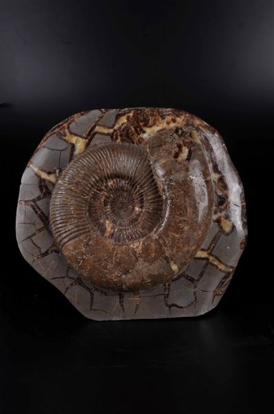 Ammonite in nodulo septaria  - Asta Mirabilia - Natural History - Associazione Nazionale - Case d'Asta italiane