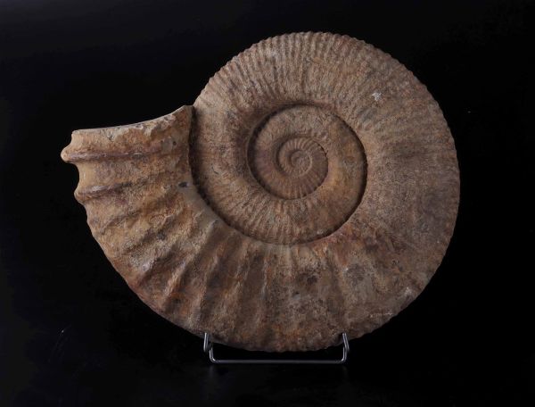 Grande ammonite  - Asta Mirabilia - Natural History - Associazione Nazionale - Case d'Asta italiane