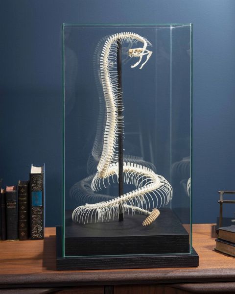 Scheletro di serpente a sonagli in teca di vetro  - Asta Mirabilia - Natural History - Associazione Nazionale - Case d'Asta italiane