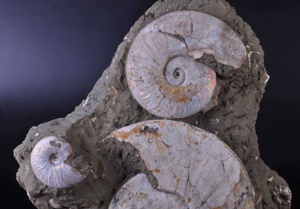 Tre ammoniti su matrice  - Asta Mirabilia - Natural History - Associazione Nazionale - Case d'Asta italiane