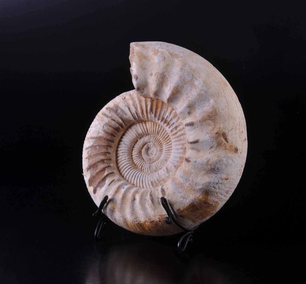 Ammonite su base in ferro  - Asta Mirabilia - Natural History - Associazione Nazionale - Case d'Asta italiane