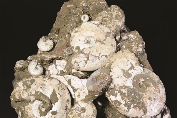 Magnifica deposizione naturale di molteplici ammoniti iridescenti  - Asta Mirabilia - Natural History - Associazione Nazionale - Case d'Asta italiane