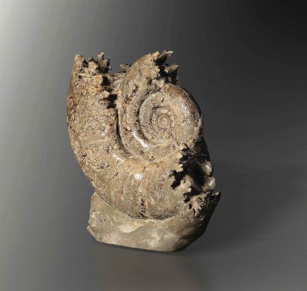 Scultura naturale originata dalla mineralizzazione in septaria di una grande ammonite  - Asta Mirabilia - Natural History - Associazione Nazionale - Case d'Asta italiane