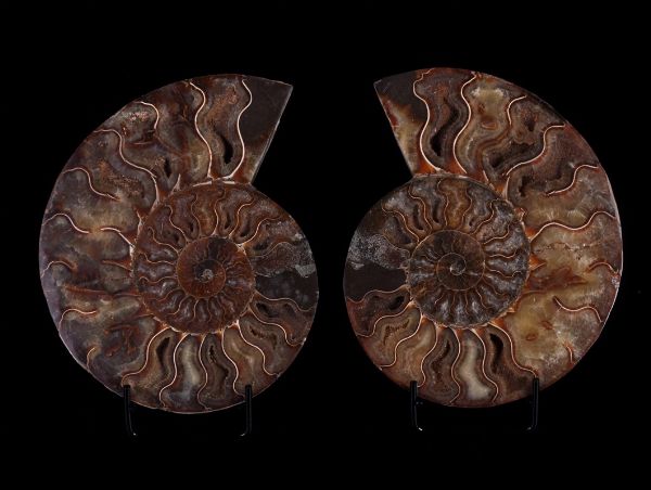 Ammonite Cleoniceras sezionata  - Asta Mirabilia - Natural History - Associazione Nazionale - Case d'Asta italiane