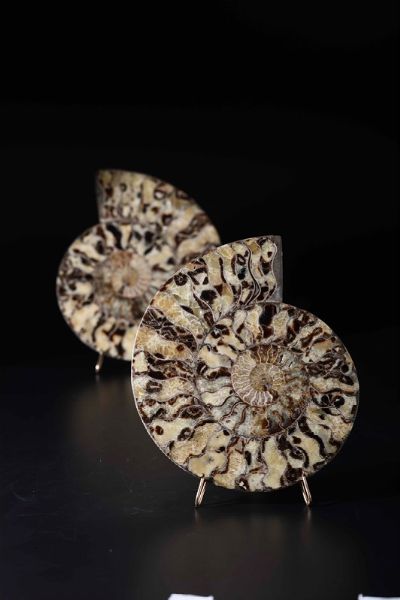 Ammonite sezionata su base in metallo  - Asta Mirabilia - Natural History - Associazione Nazionale - Case d'Asta italiane