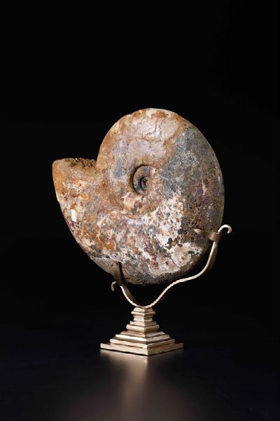 Ammonite tripla su base dorata  - Asta Mirabilia - Natural History - Associazione Nazionale - Case d'Asta italiane