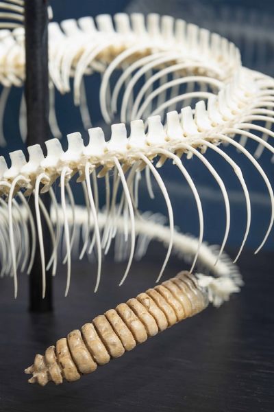 Scheletro di serpente a sonagli in teca di vetro  - Asta Mirabilia - Natural History - Associazione Nazionale - Case d'Asta italiane
