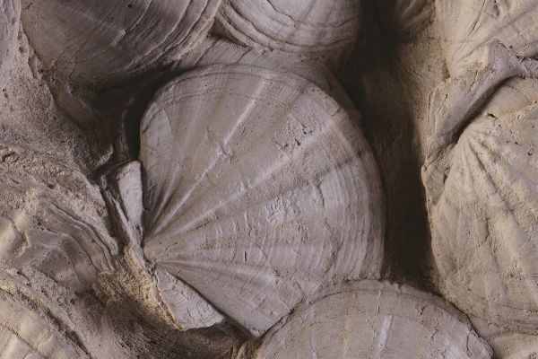 Gruppo di bivalvi fossili dal Miocene francese  - Asta Mirabilia - Natural History - Associazione Nazionale - Case d'Asta italiane