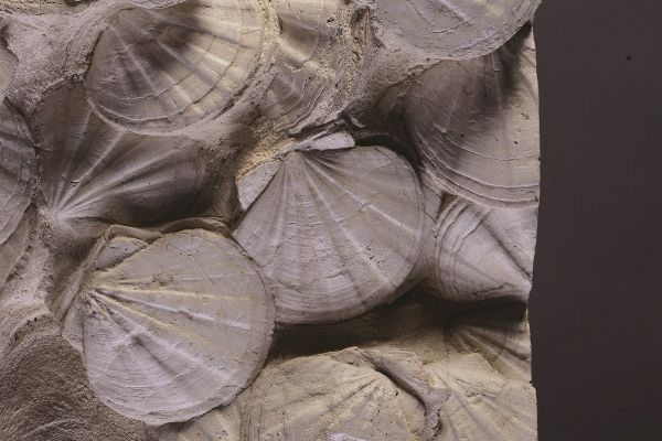 Gruppo di bivalvi fossili dal Miocene francese  - Asta Mirabilia - Natural History - Associazione Nazionale - Case d'Asta italiane