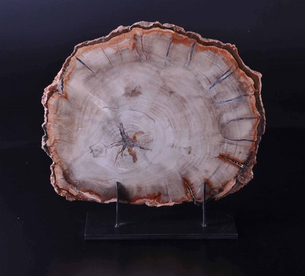 Sezione di legno fossile  - Asta Mirabilia - Natural History - Associazione Nazionale - Case d'Asta italiane
