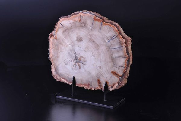 Sezione di legno fossile  - Asta Mirabilia - Natural History - Associazione Nazionale - Case d'Asta italiane