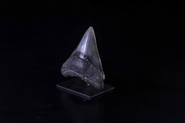 Dente fossile di squalo Megalodon  - Asta Mirabilia - Natural History - Associazione Nazionale - Case d'Asta italiane