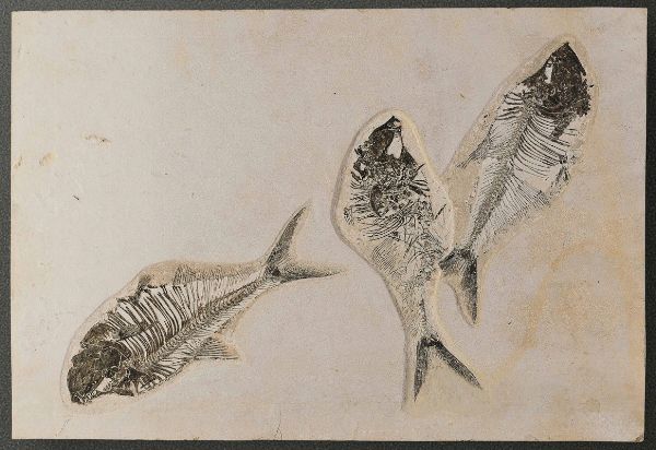 Composizione di tre pesci fossili dal Wyoming, su quadro in legno  - Asta Mirabilia - Natural History - Associazione Nazionale - Case d'Asta italiane