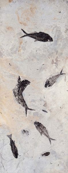Monumentale lastra contenente diversi pesci fossili  - Asta Mirabilia - Natural History - Associazione Nazionale - Case d'Asta italiane