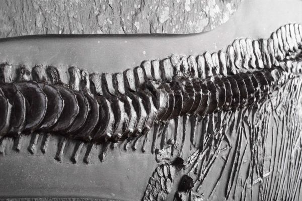 Magnifico esemplare di ittiosauro  - Asta Mirabilia - Natural History - Associazione Nazionale - Case d'Asta italiane