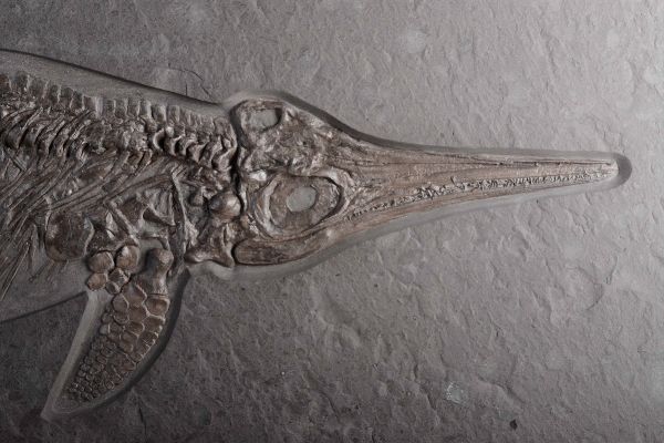 Magnifico esemplare di ittiosauro  - Asta Mirabilia - Natural History - Associazione Nazionale - Case d'Asta italiane