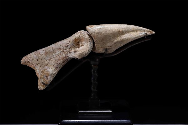 Artiglio di Carcharodontosaurus  - Asta Mirabilia - Natural History - Associazione Nazionale - Case d'Asta italiane