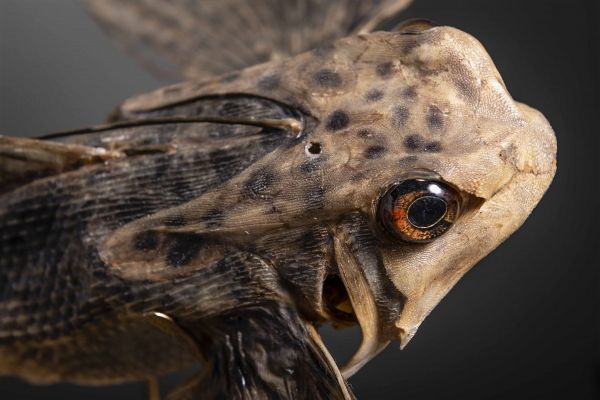 Pesce civetta su base in ottone  - Asta Mirabilia - Natural History - Associazione Nazionale - Case d'Asta italiane