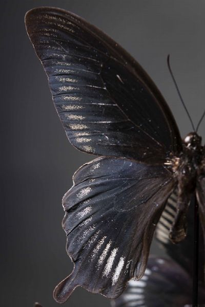 Cinque farfalle in campana di vetro  - Asta Mirabilia - Natural History - Associazione Nazionale - Case d'Asta italiane