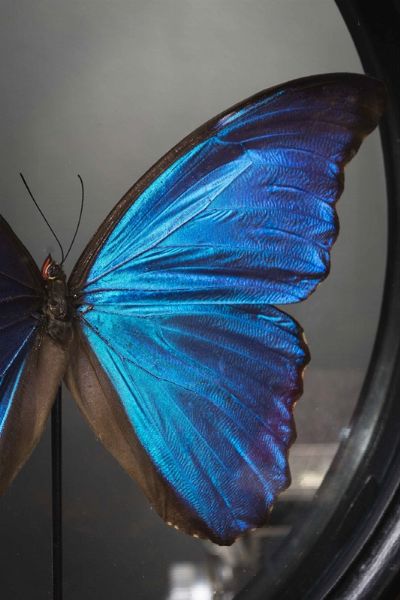 Farfalla in teca di vetro e legno  - Asta Mirabilia - Natural History - Associazione Nazionale - Case d'Asta italiane
