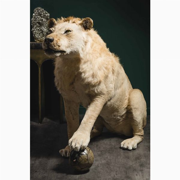Tassidermia di leone, con sfera di septaria  - Asta Mirabilia - Natural History - Associazione Nazionale - Case d'Asta italiane