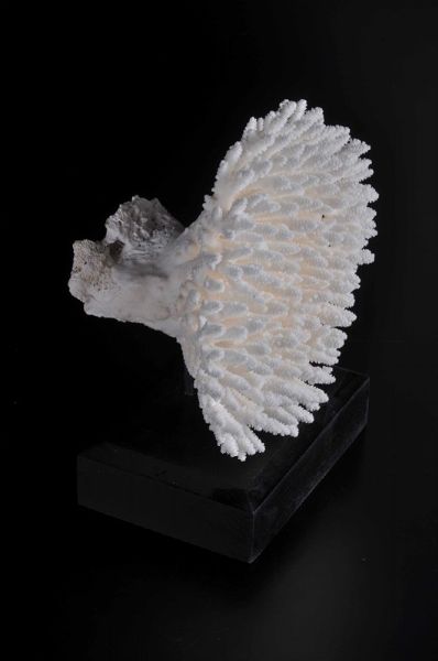 Corallo madrepora su base in legno  - Asta Mirabilia - Natural History - Associazione Nazionale - Case d'Asta italiane