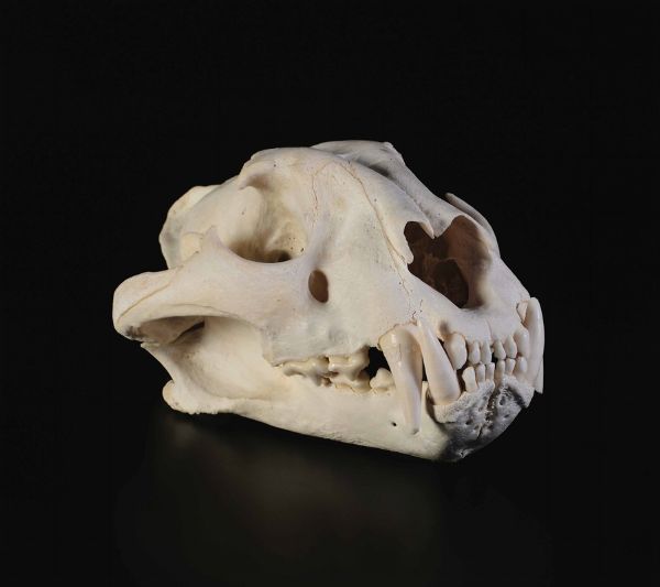 Cranio di tigre  - Asta Mirabilia - Natural History - Associazione Nazionale - Case d'Asta italiane
