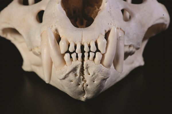 Cranio di tigre  - Asta Mirabilia - Natural History - Associazione Nazionale - Case d'Asta italiane