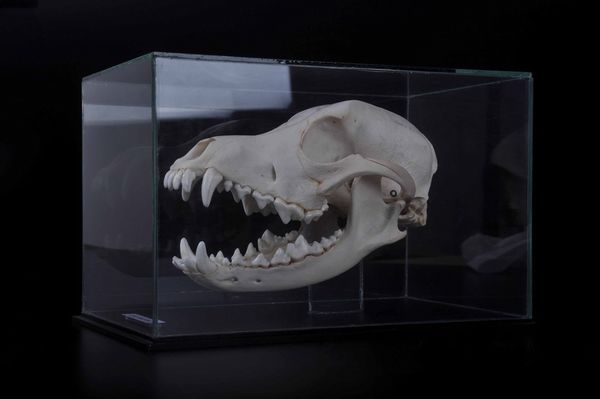 Cranio in teca di vetro  - Asta Mirabilia - Natural History - Associazione Nazionale - Case d'Asta italiane