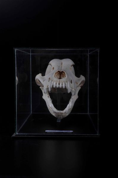 Cranio in teca di vetro  - Asta Mirabilia - Natural History - Associazione Nazionale - Case d'Asta italiane