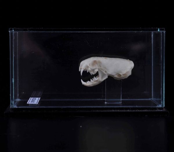 Cranio di donnola in teca di vetro  - Asta Mirabilia - Natural History - Associazione Nazionale - Case d'Asta italiane