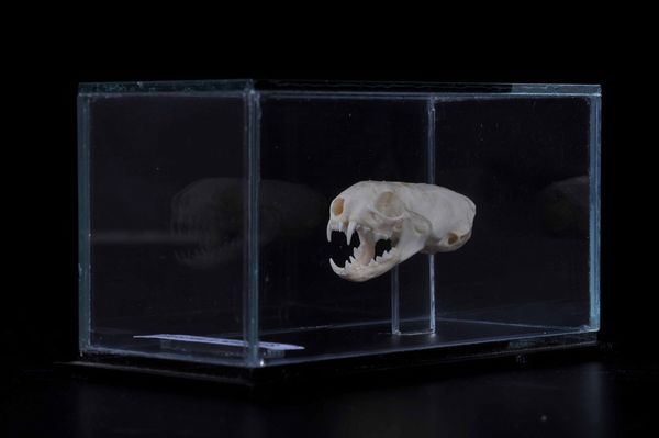 Cranio di donnola in teca di vetro  - Asta Mirabilia - Natural History - Associazione Nazionale - Case d'Asta italiane