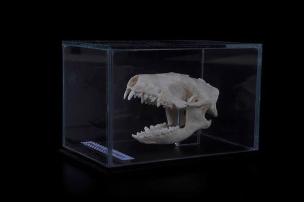 Cranio di riccio in teca di vetro  - Asta Mirabilia - Natural History - Associazione Nazionale - Case d'Asta italiane