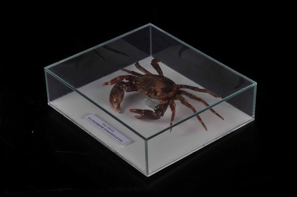 Granchio in teca di vetro  - Asta Mirabilia - Natural History - Associazione Nazionale - Case d'Asta italiane